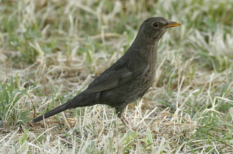 Merlo maschio e femmina Turdus merula